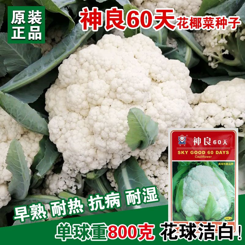 神良60天花椰菜种子松花菜种籽白花菜70天青梗松花菜大田基地种孑 虎窝拼