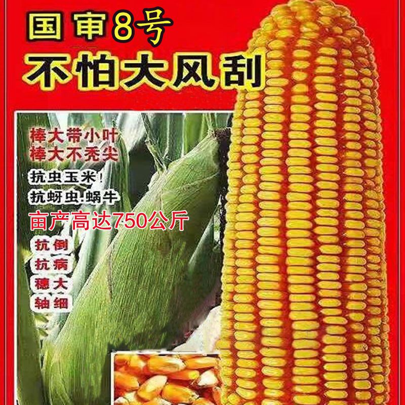 批发高产玉米种子大全苞米种南方北方新品种矮杆抗倒抗虫玉米杂交