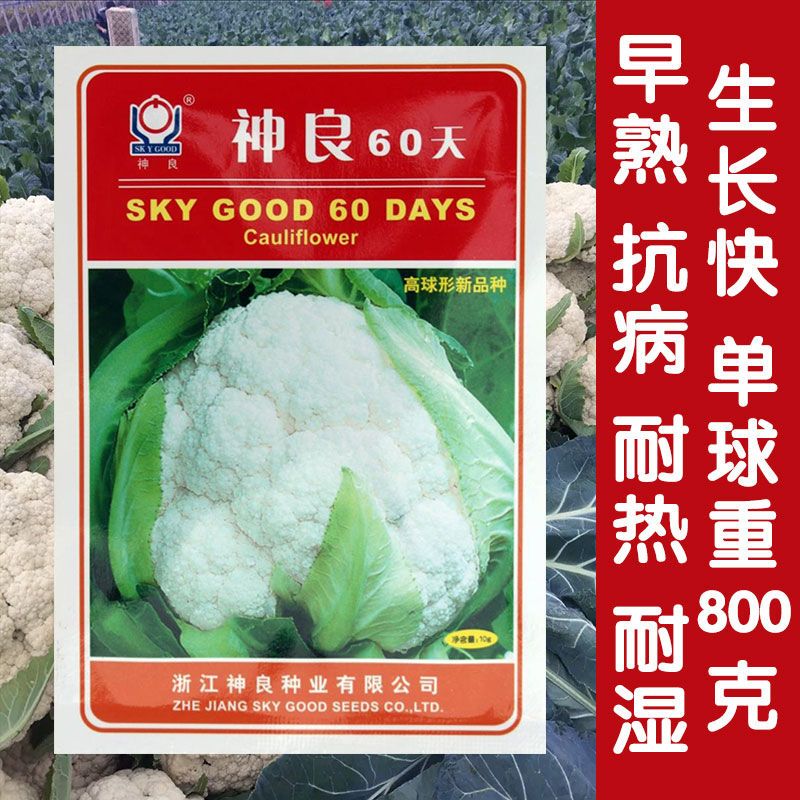 神良60天花椰菜种子松花菜种籽白花菜70天青梗松花菜大田基地种孑 虎窝拼