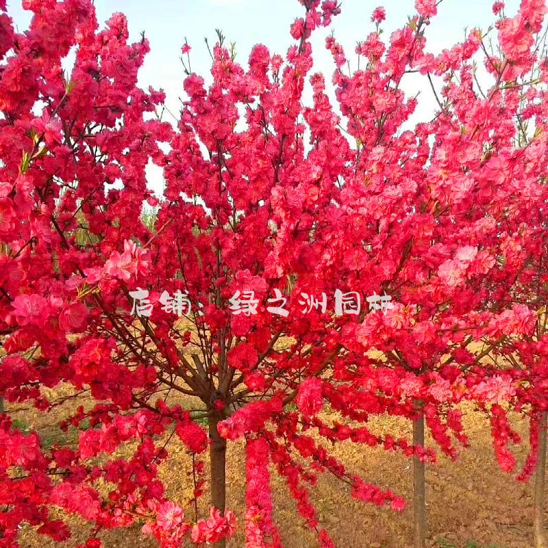 重瓣红花满天红碧桃桃花树苗红叶碧桃树苗紫叶碧桃苗绿化苗风景树