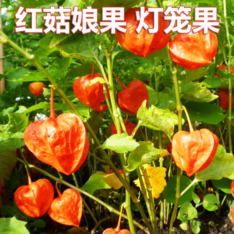 东北红姑娘果锦灯笼果种子籽甜大金菇娘水果毛酸浆四季盆栽果苗孑