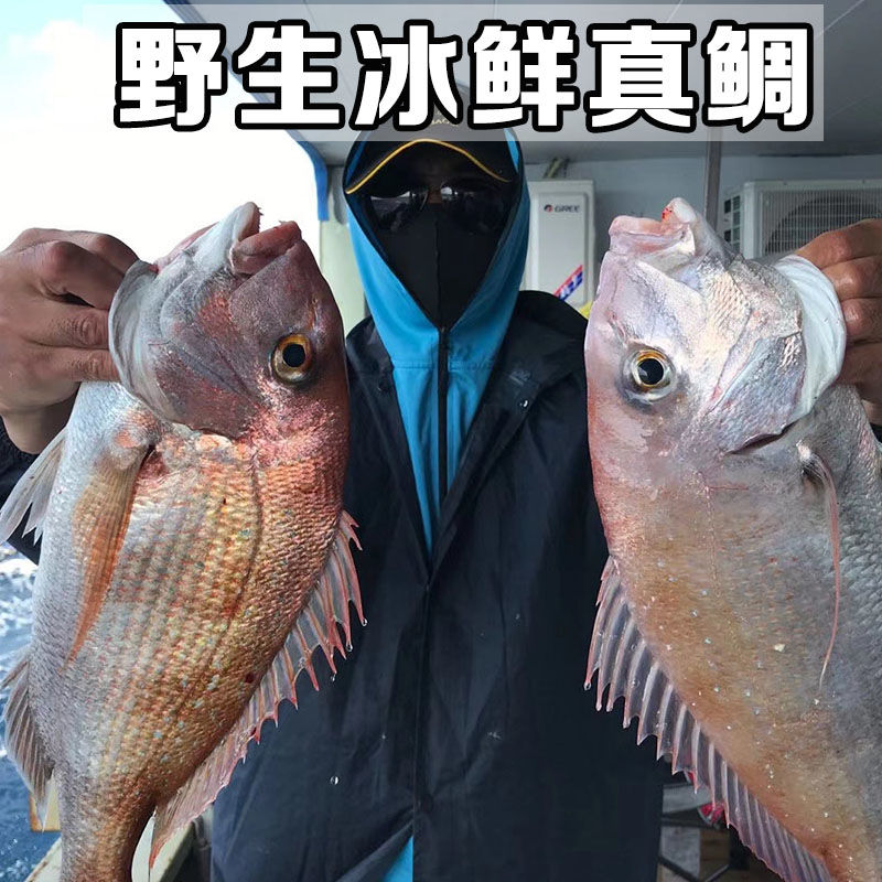 东海远洋海钓深海鱼野生大真鲷鱼整条刺身料理红加吉海鲜冰鲜日料【3