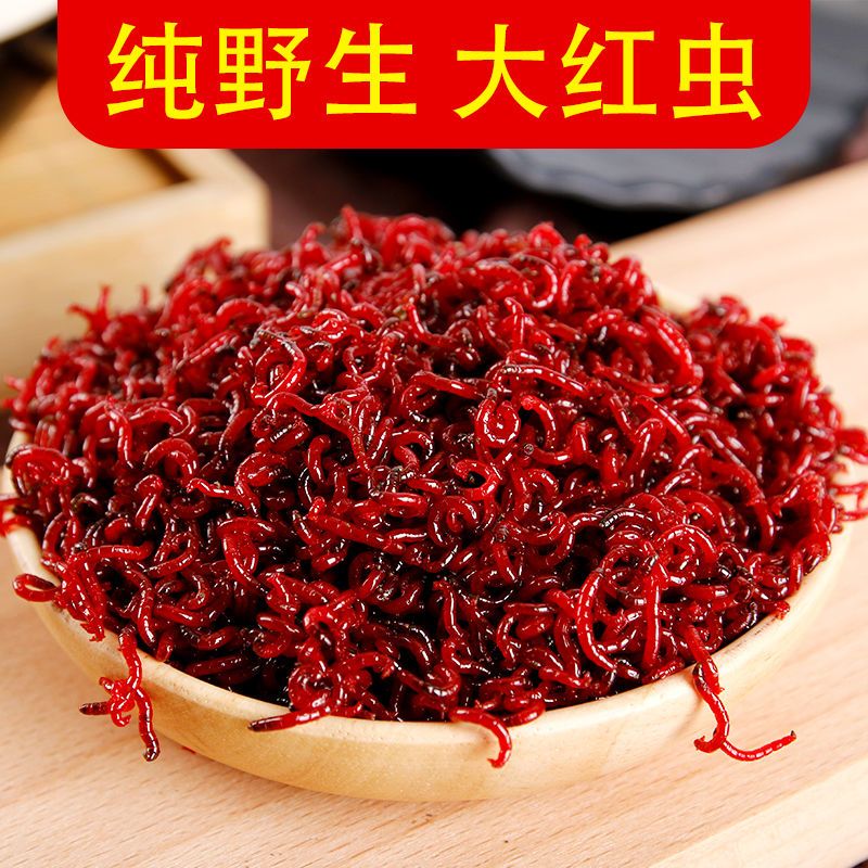 鲜活红虫特大号公虫活体活饵喂鱼饵拉饵鲫鱼野钓饵料钓鱼蚯蚓鱼饵
