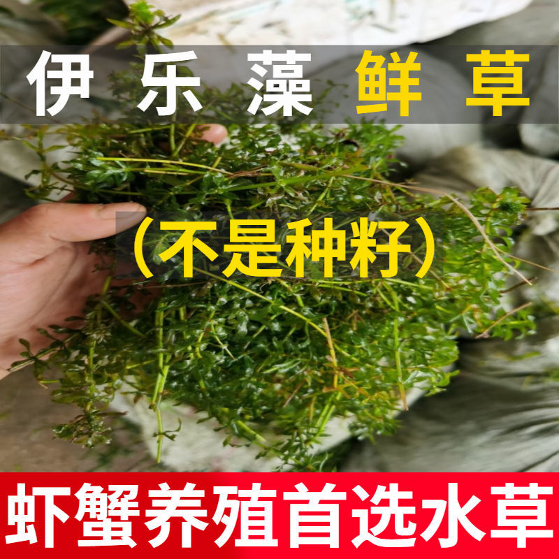 伊乐藻吃不败种籽苗鱼虾蟹养殖专用植物净化水质鱼缸水生植物水草【2