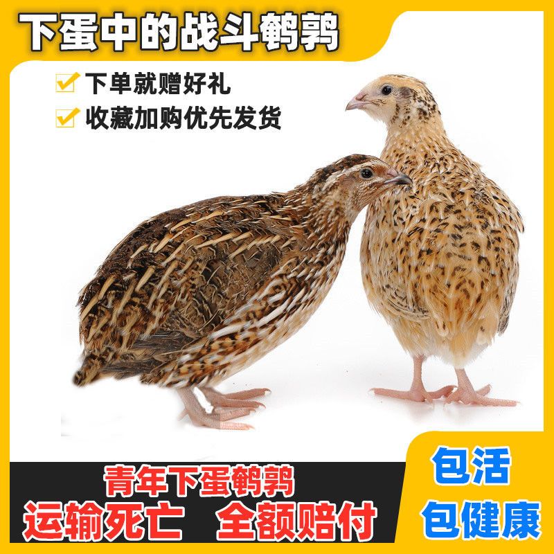 鹌鹑活体下蛋鸟青年鹌鹑种鸡繁殖宠物沙维蓝胸巨型养殖鸡包邮包活