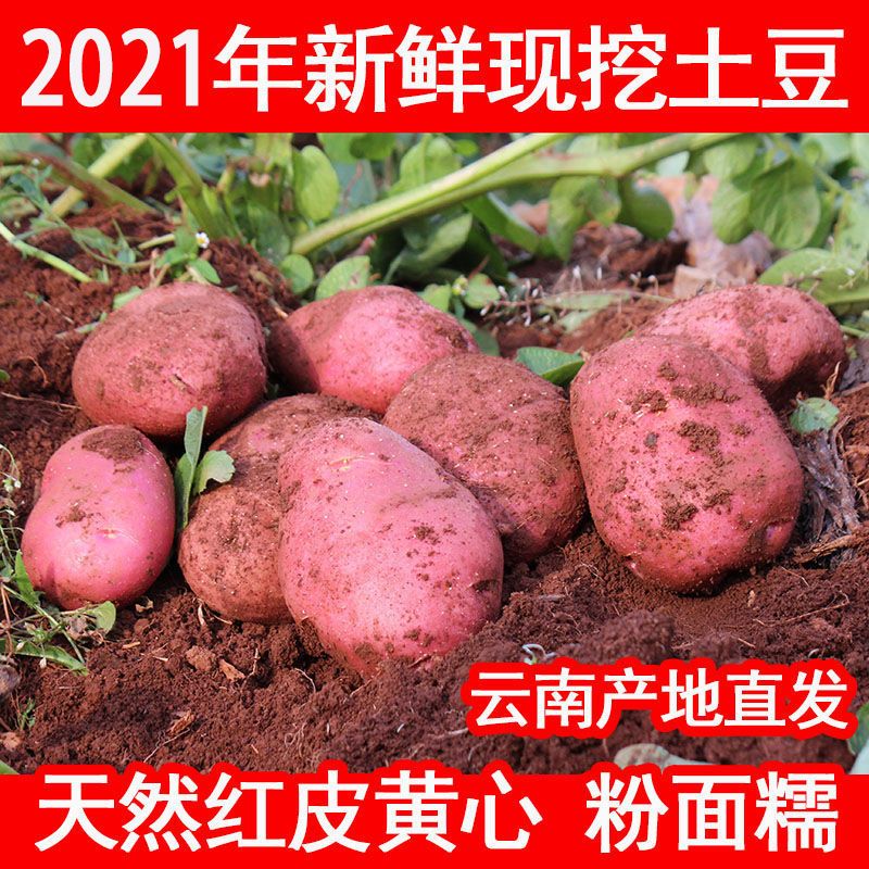 2021年云南高原新鲜现挖红皮黄心土豆5斤10斤洋芋马铃薯老品种