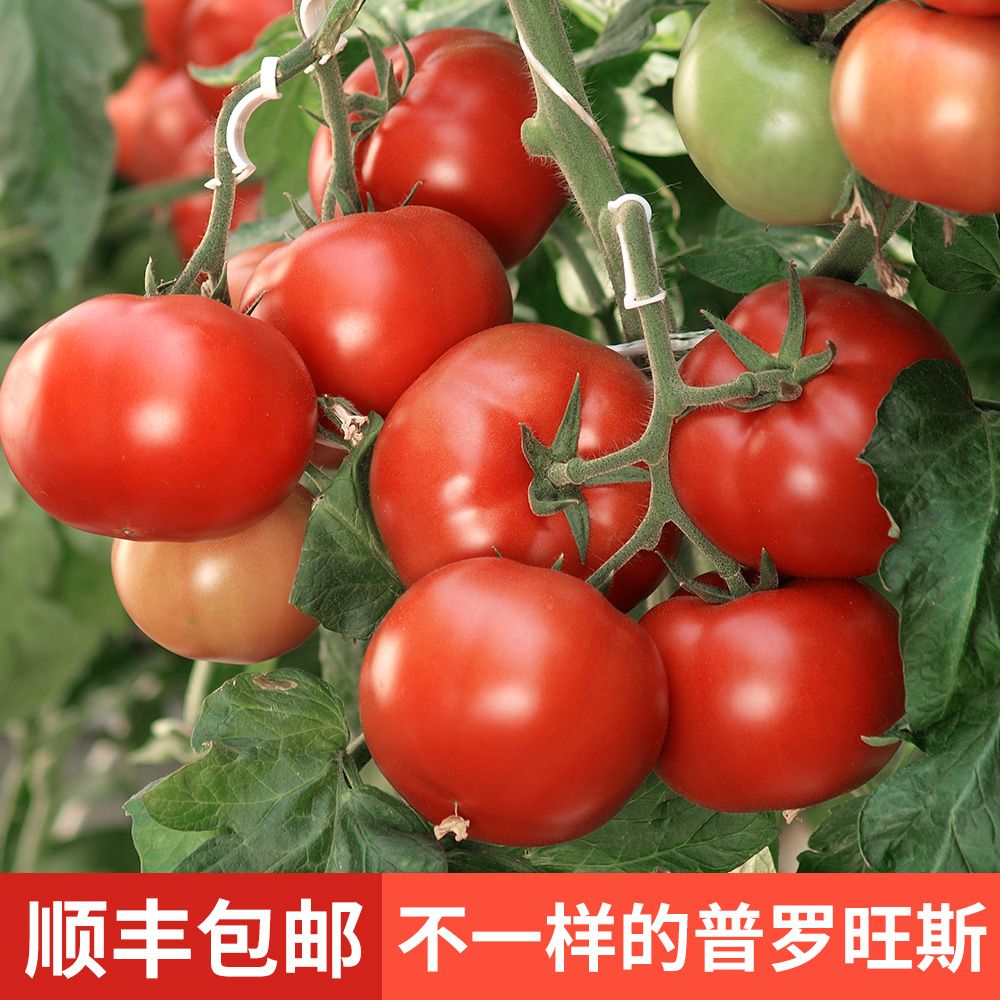 普罗旺斯水果西红柿新鲜现摘沙瓤农家自然熟孕妇生吃蔬菜顺丰包邮