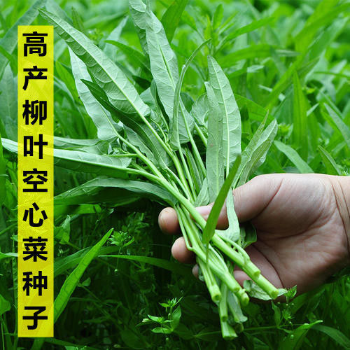 柳叶空心菜种籽种苗带根泰国小叶青梗通菜子水上春四季阳台盆栽孑