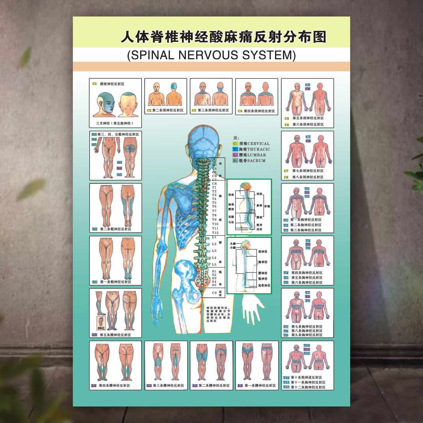 人体脊椎神经酸麻痛反射分布挂图分布病变图墙贴科室海报装饰画