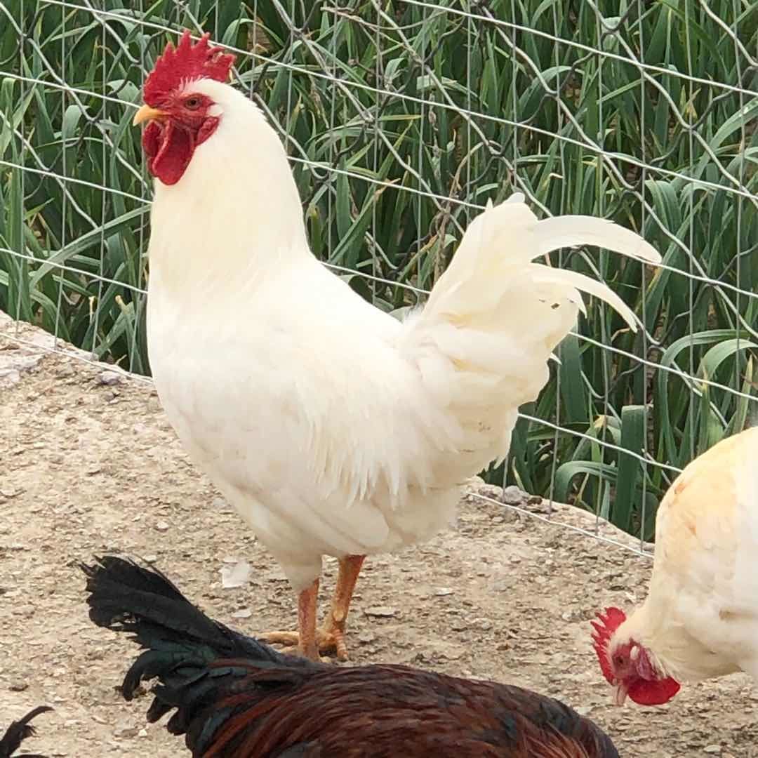 纯白公鸡活鸡无杂毛大白公鸡活体三白鸡药引鸡黑白黄腿鸡包活到家【2