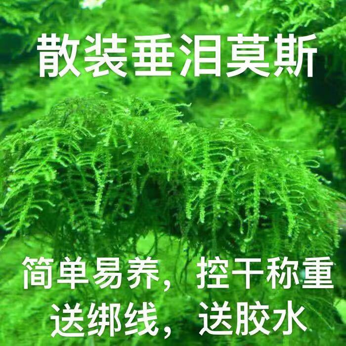 散装垂泪莫斯简单好养耐低温阴性增氧活体水草鱼缸沉木假山造景
