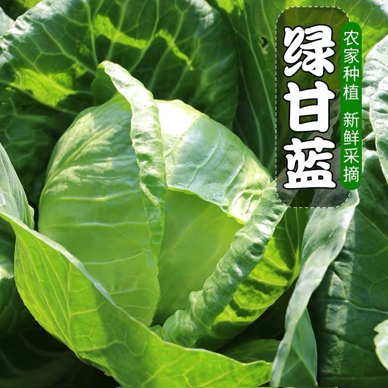 【48小时发货】云南蔬菜新鲜绿甘蓝包菜卷心菜包心菜莲花白沙拉蔬