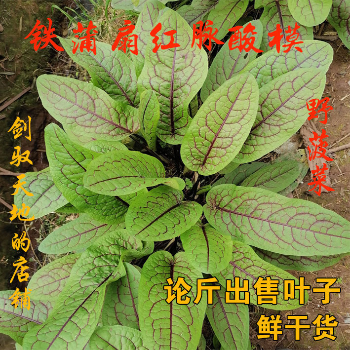 红脉酸模红柄红丝酸模叶养生中药材农产品野菠菜铁蒲扇巴蕉扇草