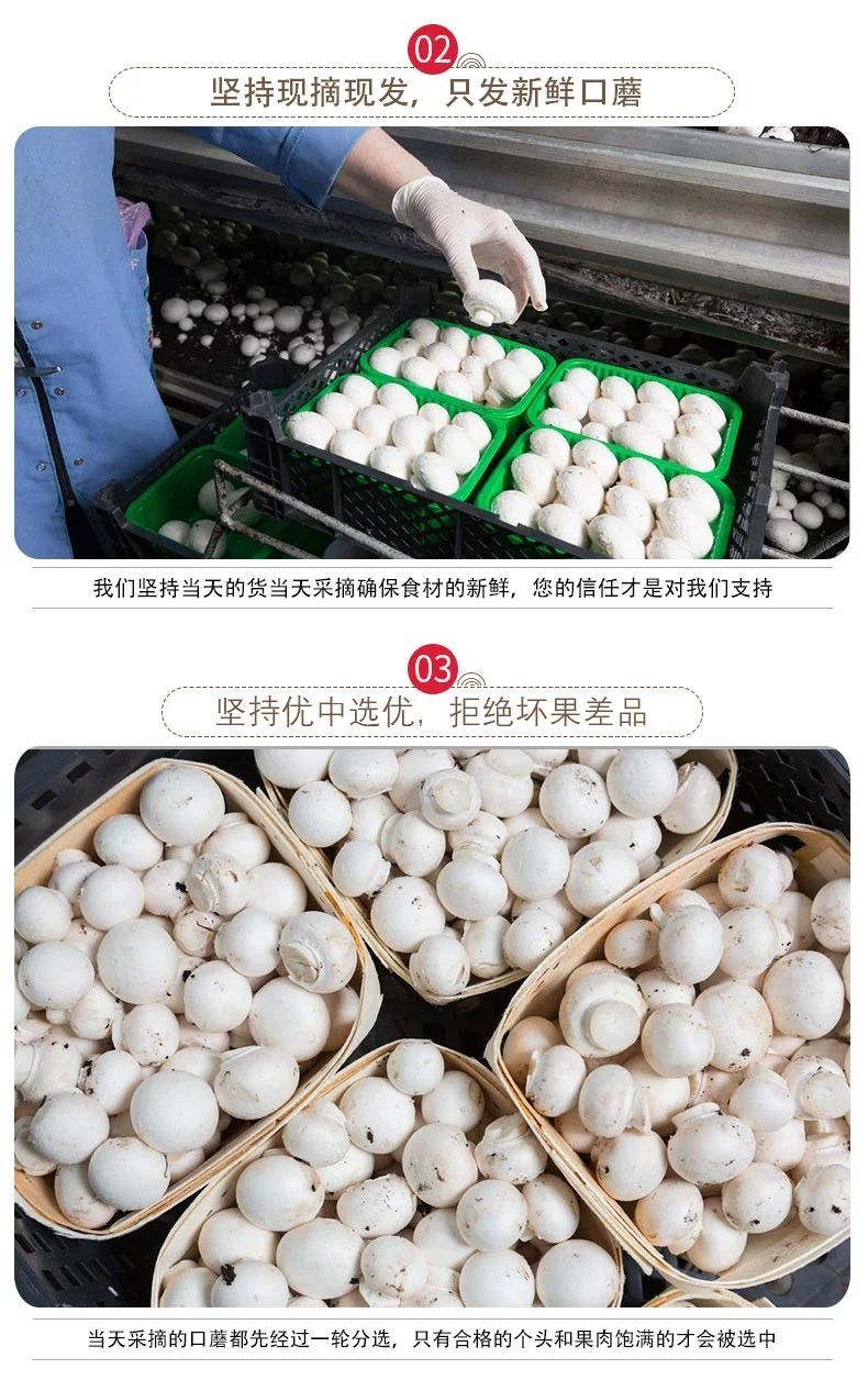 新鲜口蘑白蘑菇双孢菇现摘发货产地直发食用菌批发