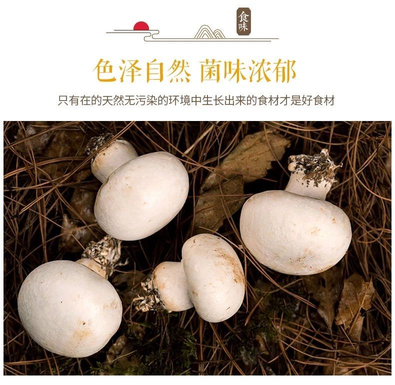 新鲜口蘑白蘑菇双孢菇现摘发货产地直发食用菌批发