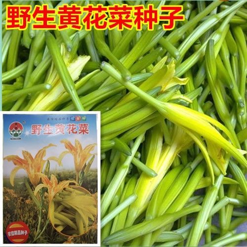 【野生黄花菜种子】四季春夏秋播种金针菜种籽忘忧草保健野菜种子