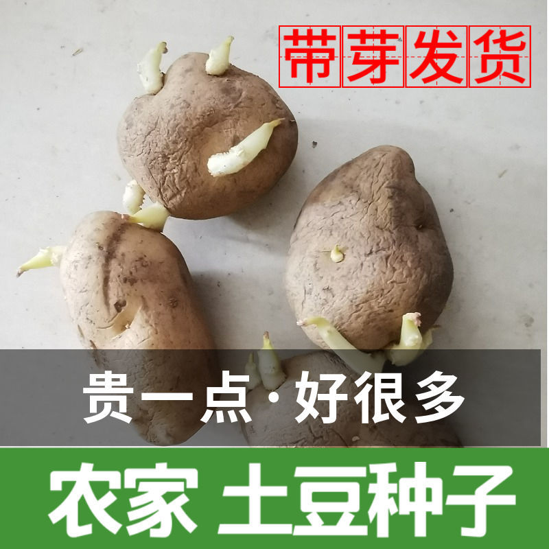土豆种子黄心发芽山东本地马铃薯种子新鲜黄皮土豆种子高产早熟