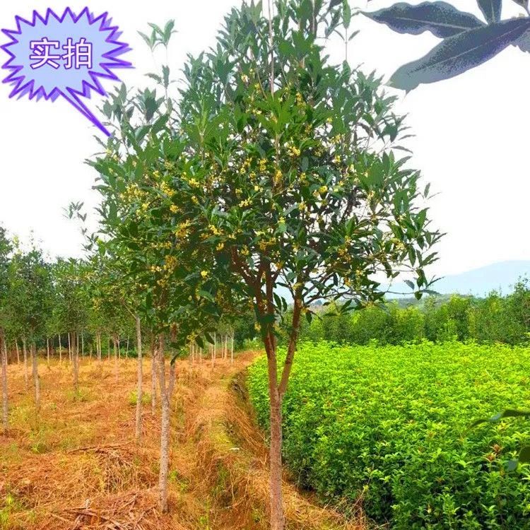 桂花树银桂树八月桂浓香型花卉绿植