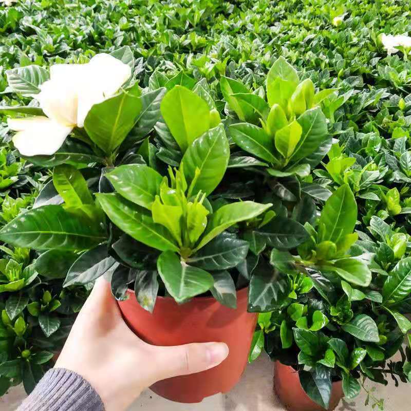 大盆栀子花水培花卉植物室内花阳台绿植盆栽好四季好养开花植物 4月19日发完 虎窝拼