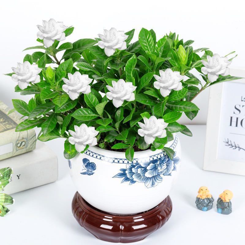大盆栀子花水培花卉植物室内花阳台绿植盆栽好四季好养开花植物 4月19日发完 虎窝拼