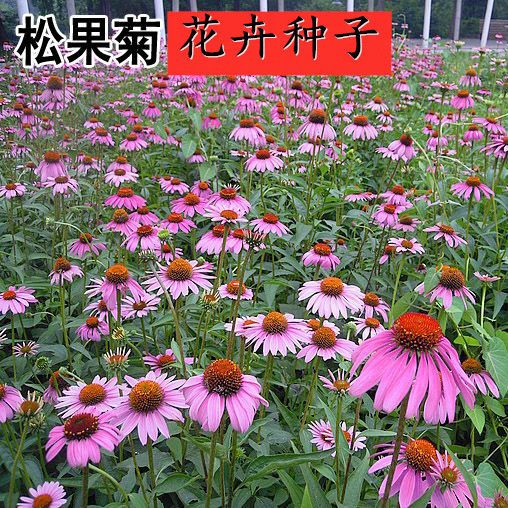 松果菊花种子四季种易活花籽多年生耐阴耐寒紫松果菊园林绿化种子