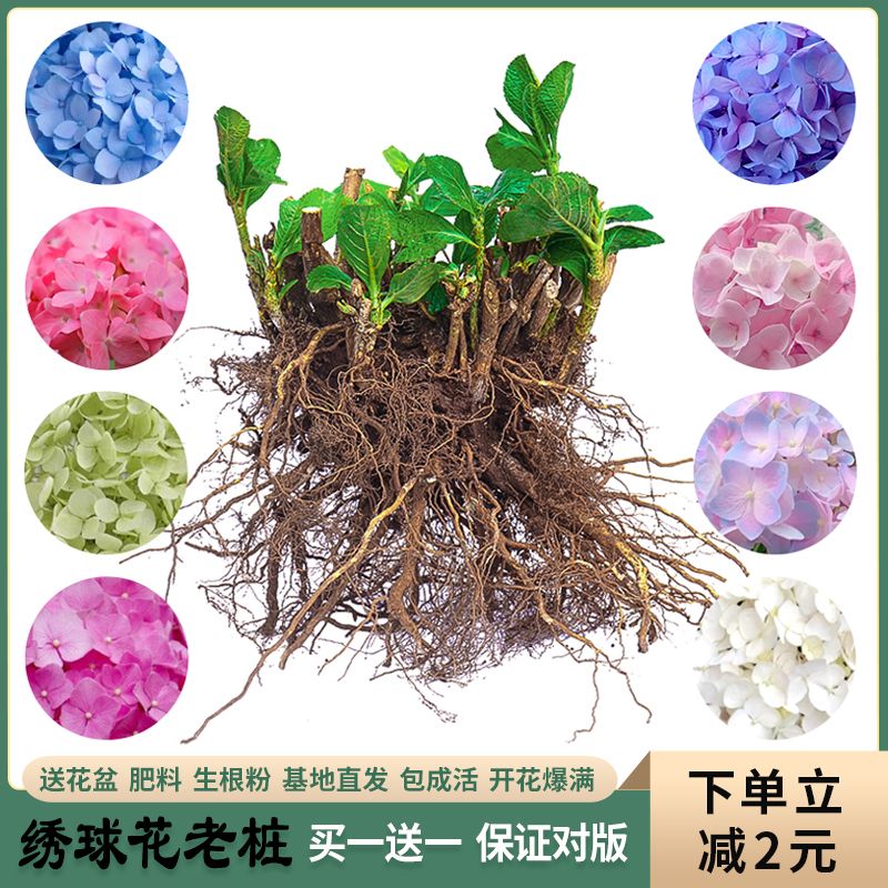 原价8 9券后价6 9 无尽夏绣球花老桩绣球花苗盆栽八仙花苗室内阳台庭院大花花卉植物 今日特价网