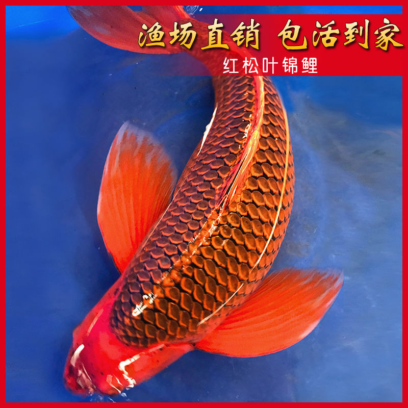 红松叶锦鲤 台湾纯种龙凤 淡水冷水鱼好养观赏鱼活体