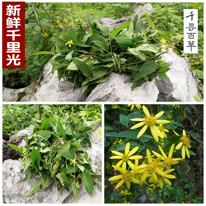 新鲜千里光500g包邮野生九里光黄花草九里明黄花母中草药泡脚 虎窝拼 新鲜千里光500g包邮野生九里光黄花草九里明黄花母中草药泡脚 虎窝拼