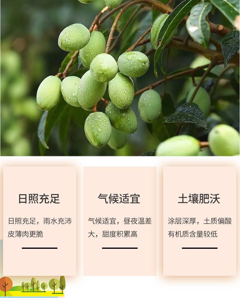 九制甘草橄榄闽南特产500G/250g/100g蜜饯果干消食开胃休闲食品