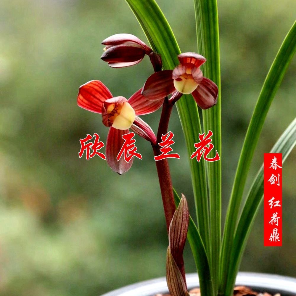 兰花苗春剑老种荷瓣红荷鼎不带花苞浓香鲜花卉花盆景盆栽绿植老种