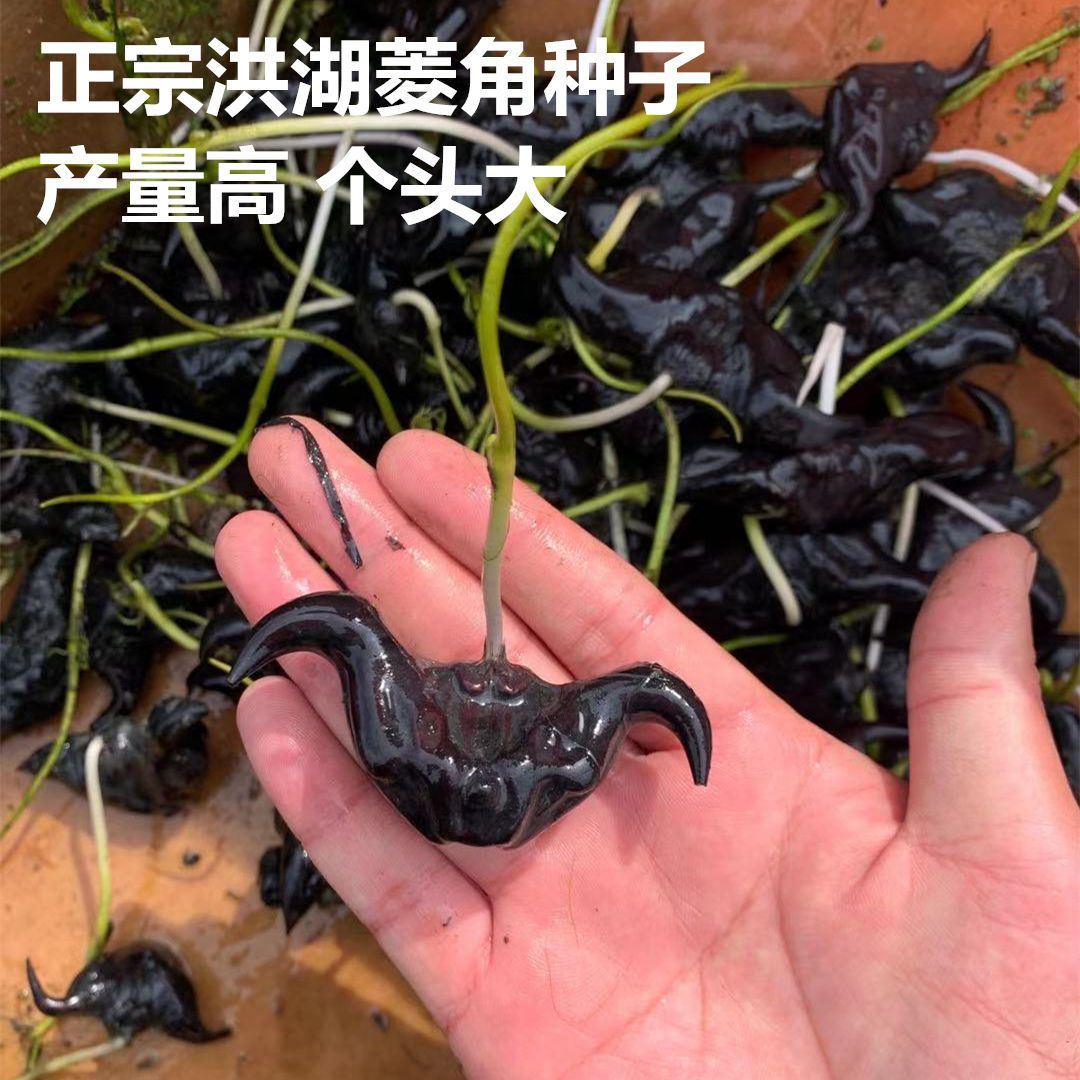 菱角种子洪湖新鲜老菱角大青菱角黑菱角种子3斤5斤