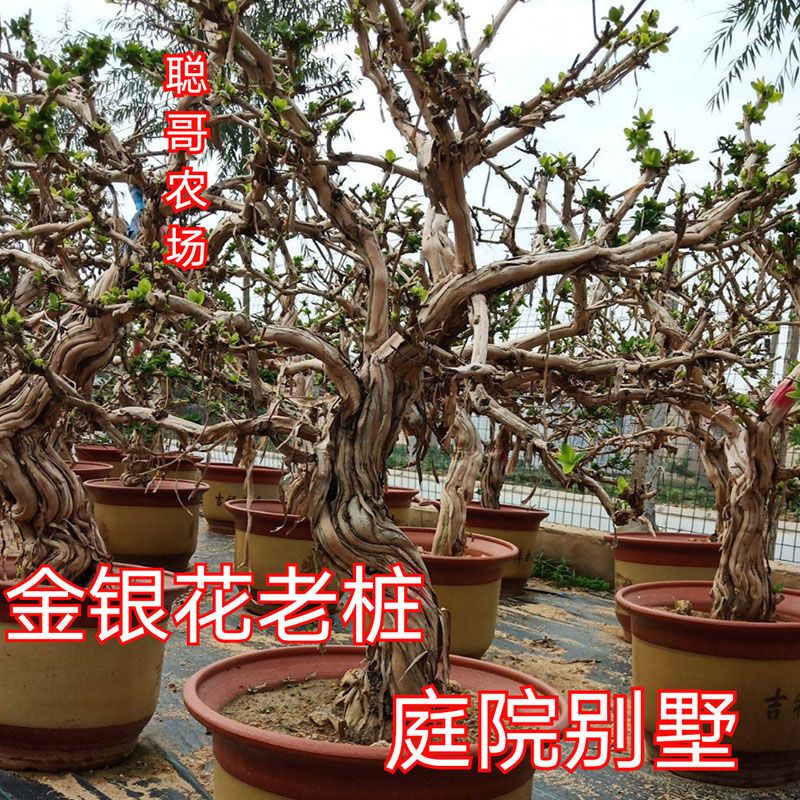金银花老桩盆景盆栽地栽庭院欣赏泡茶食用当年开花抗寒抗旱满园香