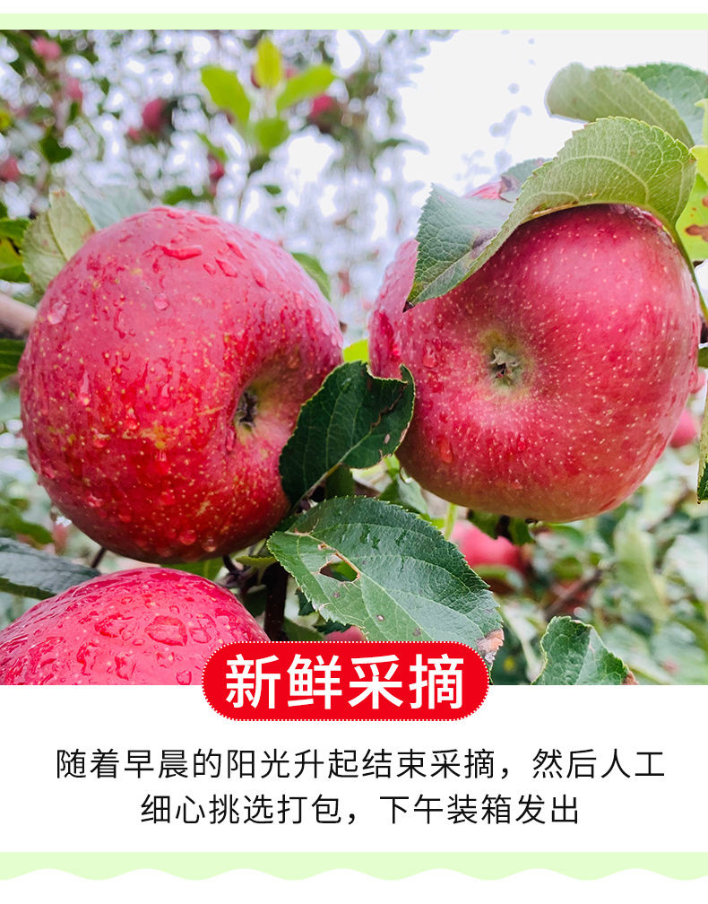  小虎雀 正宗大凉山盐源丑苹果当季新鲜红富士苹果水果整箱