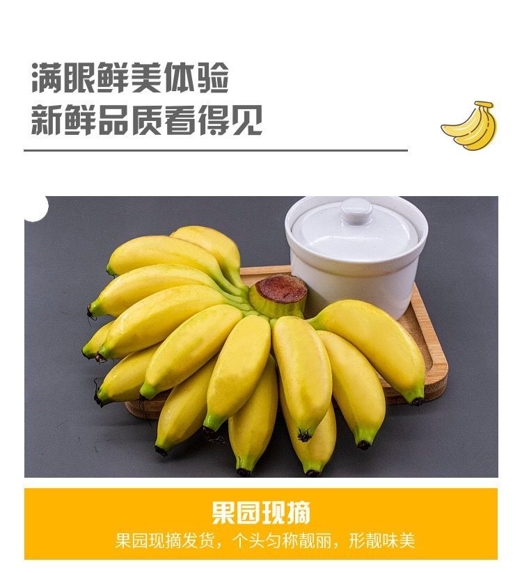 广西小米蕉新鲜孕妇水果3斤/5斤/10斤整箱批发/小香蕉/苹果蕉