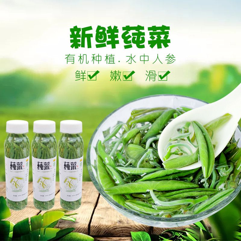 辛丫头石柱黄水莼菜马蹄菜新鲜纯菜莼菜野菜pk西湖太湖利川莼菜 虎窝拼