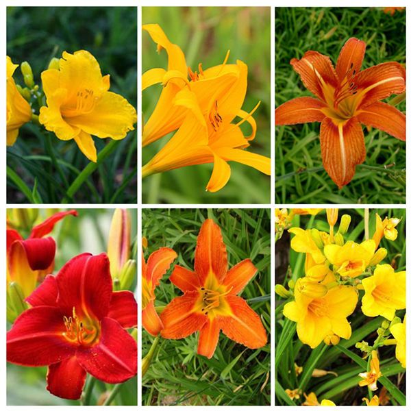 原价6 11券后价5 11 萱草花百合科目香水忘忧草土栽盆景四季开花客厅阳台好养成活率高 6月7日发完 好货多多