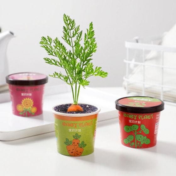 ecoey儿童种植小盆栽花卉盆栽四季 易活植物向日葵番茄小盆栽开心