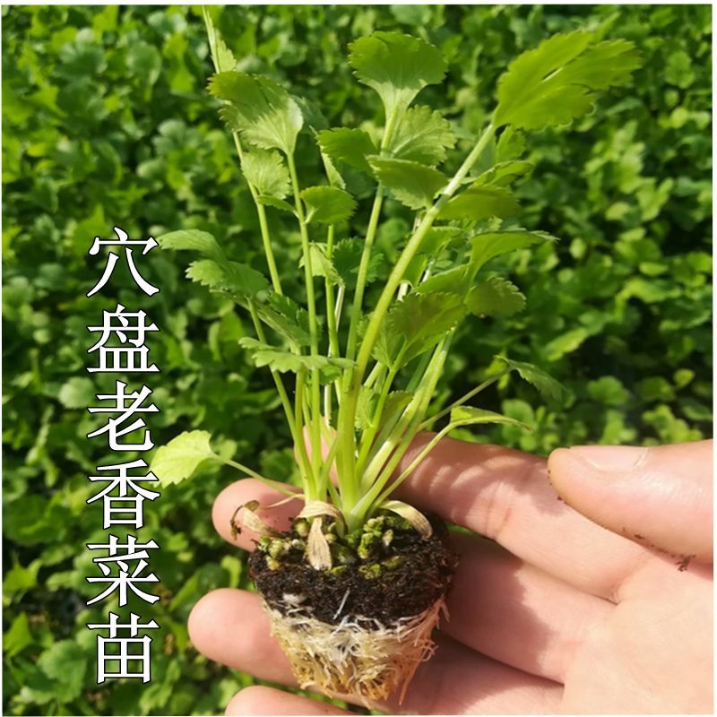 香菜苗子芫荽种子四季阳台盆栽菜园种植蔬菜生长快种植简单老品种