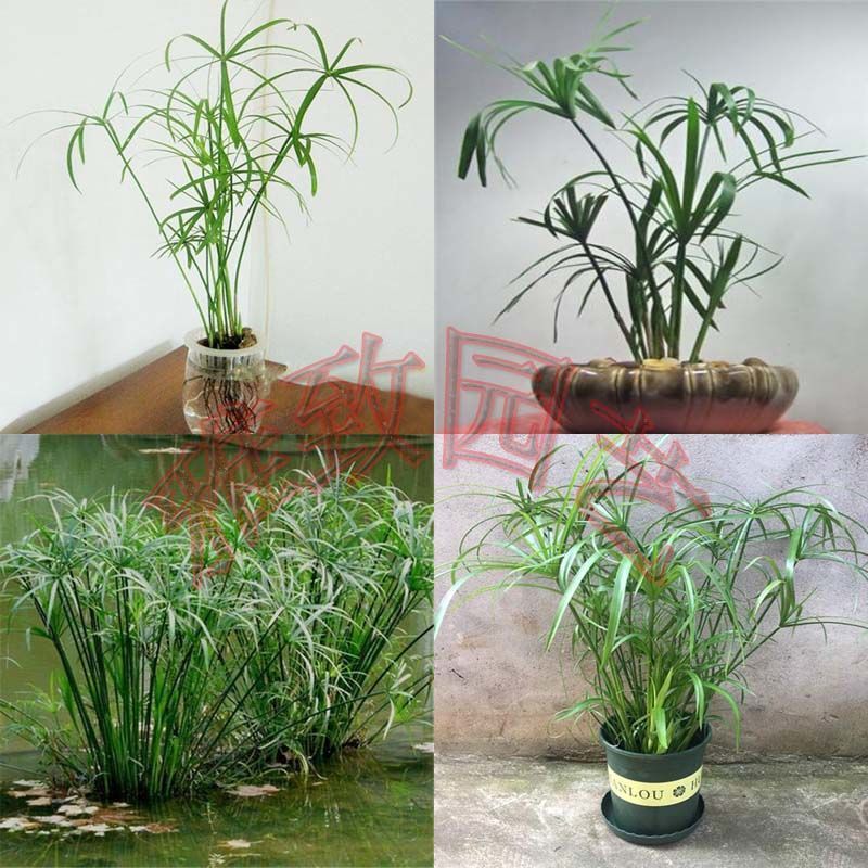 水生花卉水竹水棕竹风车草白掌万年青四季常青虎皮兰可盆栽幸福树