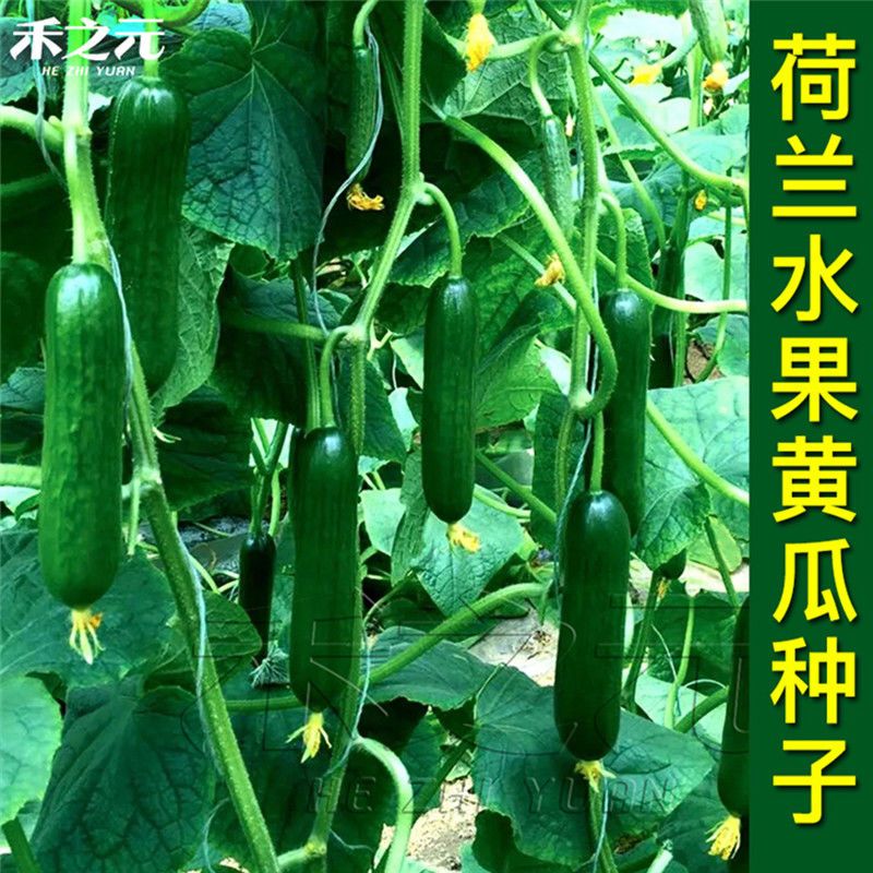 水果黄瓜节节瓜高产小黄瓜地载阳台盆栽菜籽蔬菜种子大全批发