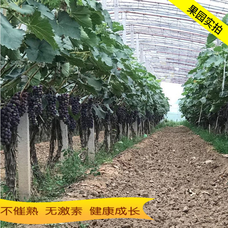 54210-夏黑无籽葡萄新鲜水果当季脆甜低糖黑加仑孕妇儿童黑提子整箱批发-详情图