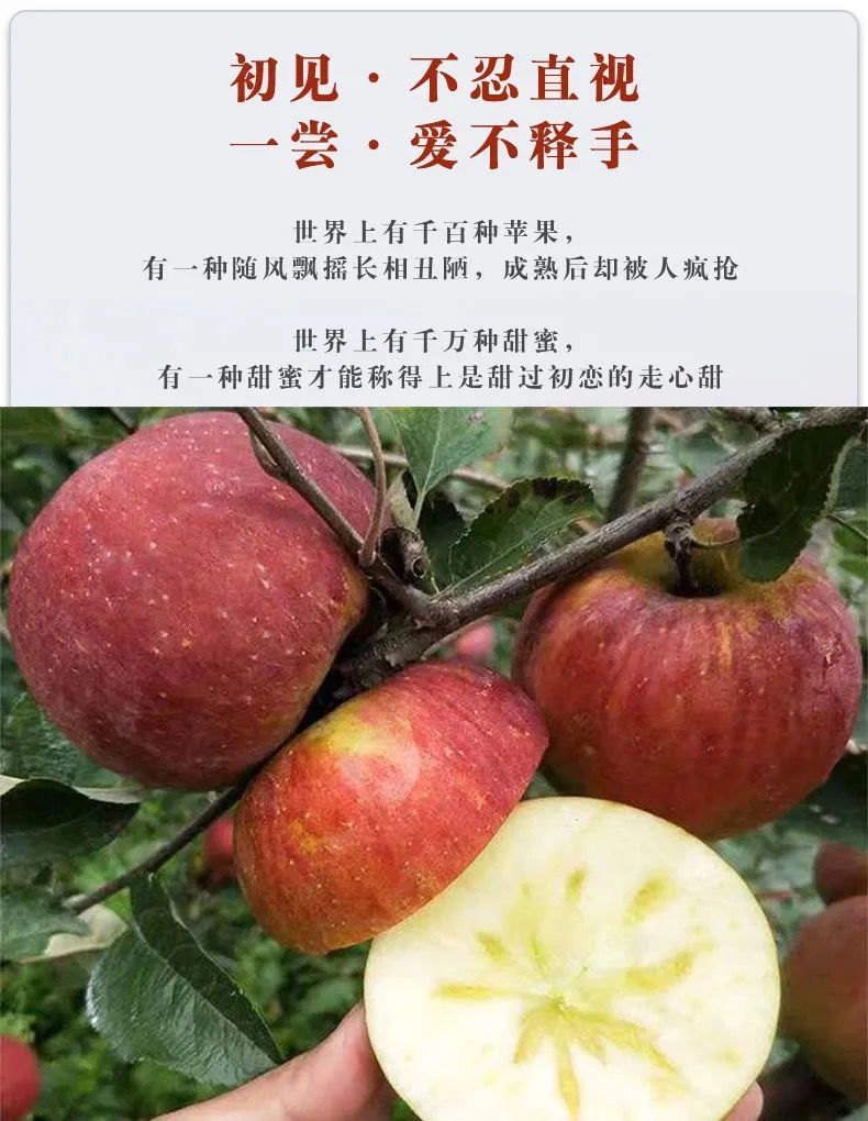 【冰糖心】新鲜红富士苹果丑苹果现摘新鲜苹果水果1/5/10斤包邮果