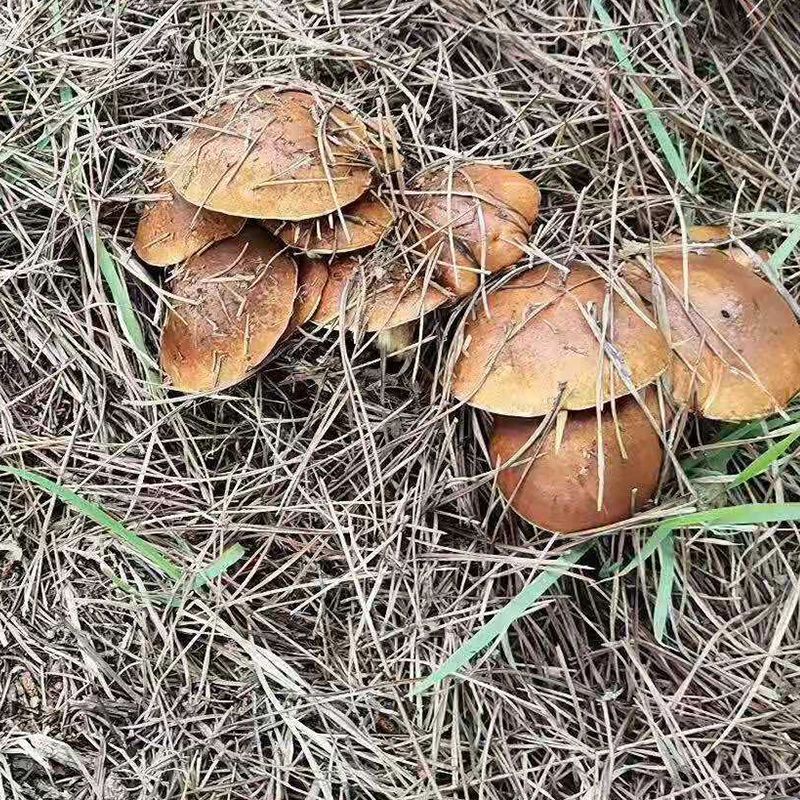 正宗山东泰安野生松菇干货山菇野生菌松蛾子粘团子山娥子松蘑菇