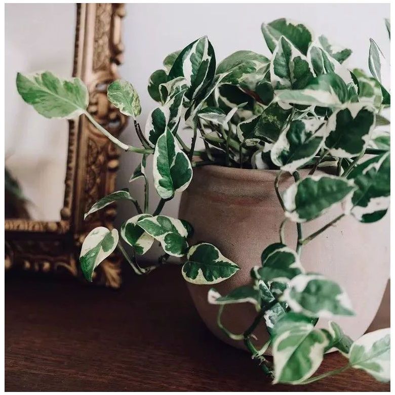 易养白金葛优质绿萝水培室内观叶植物雪花葛花叶吸甲醛绿植美观 虎窝拼