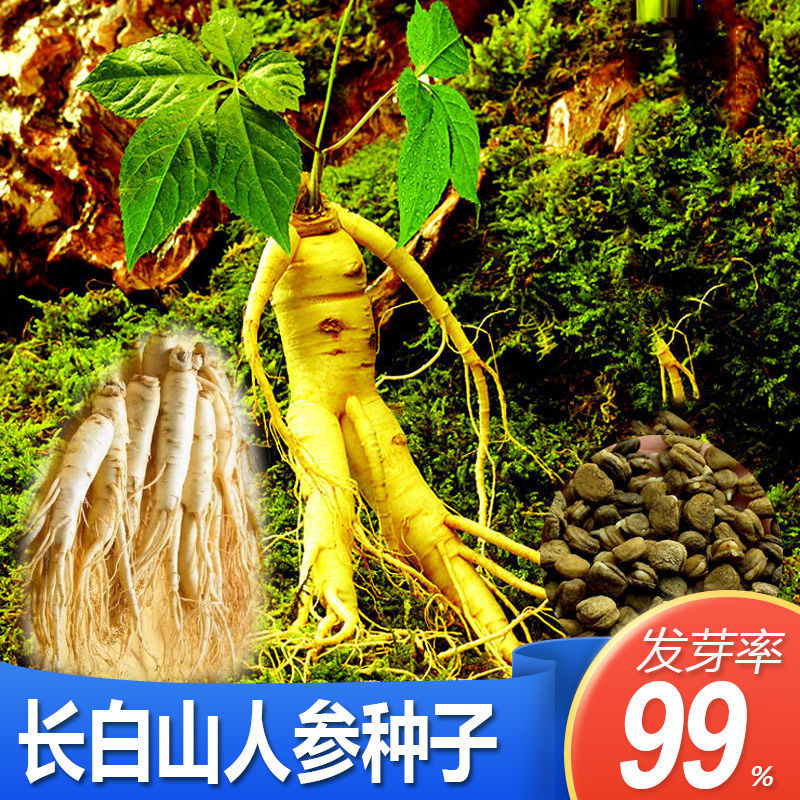长白山人参种子野山参苗人参苗四季易种中药材易活室内观花卉盆栽
