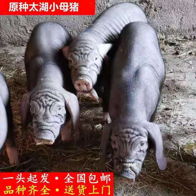 太湖母猪纯种太湖母猪原种高产母猪活猪仔猪崽黑猪梅山猪二花脸【2月