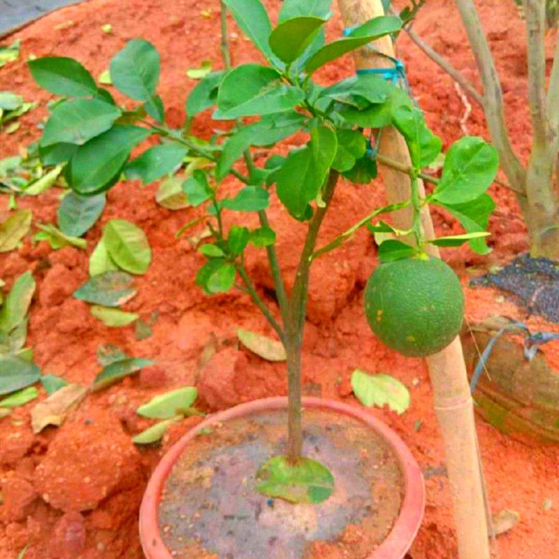 柚子树苗暹罗红柚苗当年结果嫁接果树苗三红柚南北方四季庭院盆栽 虎窝拼