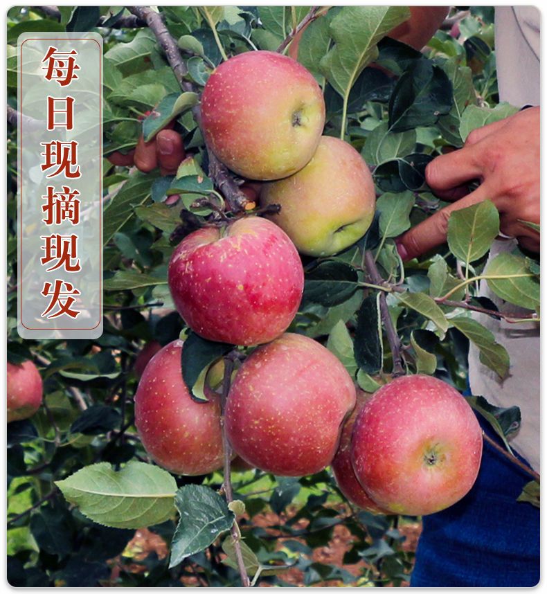 小虎雀 正宗冰糖心丑苹果水果新鲜红富士苹果当季新鲜水果3-10斤整箱批发