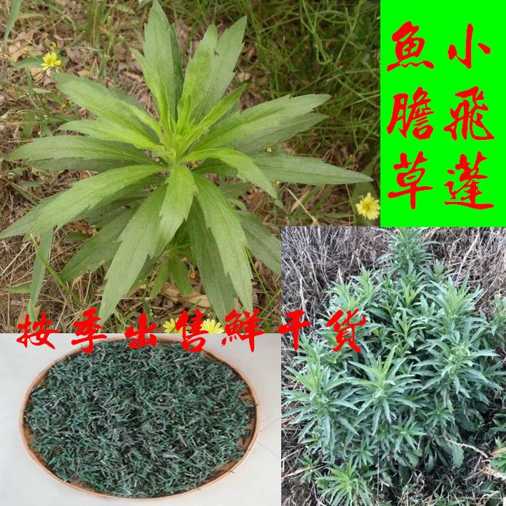 鱼胆草小蓬草养生中药材农产品小飞蓬小白酒草黄蒿臭艾小山艾