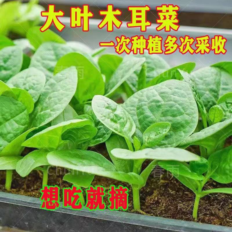 大叶木耳菜种子青菜种籽阳台盆栽四季蔬菜种孑春季播种菜籽种大全